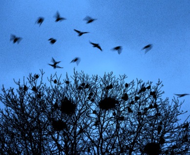 Crows in winter tree finalAA