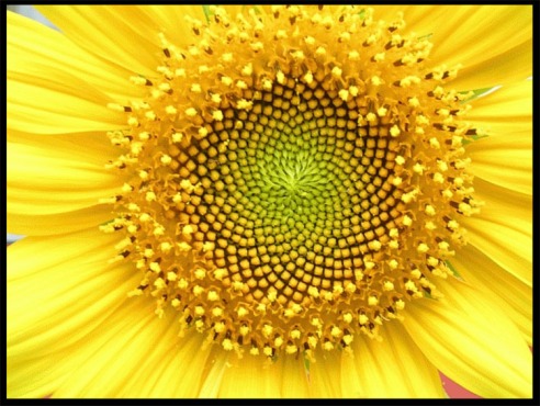This image has an empty alt attribute; its file name is sunflower-sm-wiki-sa-by-cc-2.5.jpg